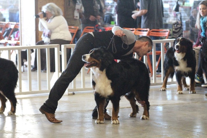 De La Cathedrale Des Ours - CACIB NANTES 2014