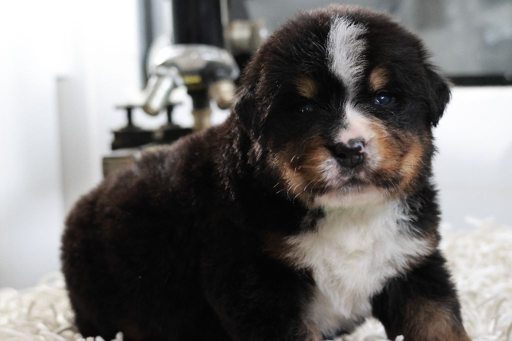 De La Cathedrale Des Ours - Chiot disponible  - Bouvier Bernois