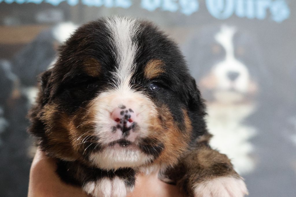 De La Cathedrale Des Ours - Chiot disponible  - Bouvier Bernois