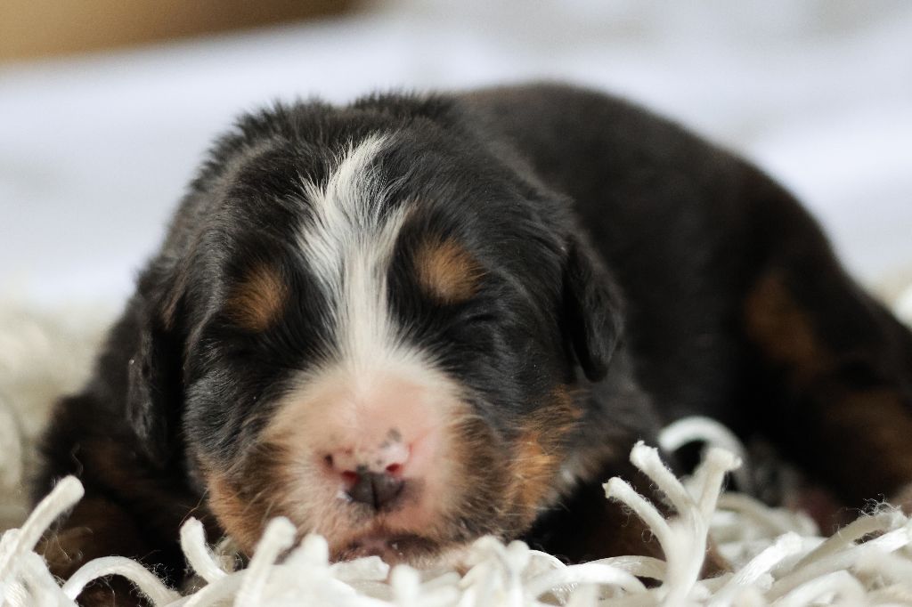 De La Cathedrale Des Ours - Chiot disponible  - Bouvier Bernois