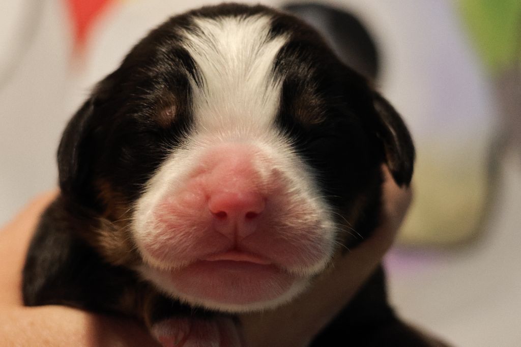 De La Cathedrale Des Ours - Chiot disponible  - Bouvier Bernois