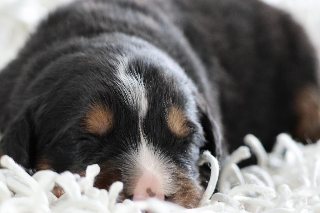 De La Cathedrale Des Ours - Chiot disponible  - Bouvier Bernois