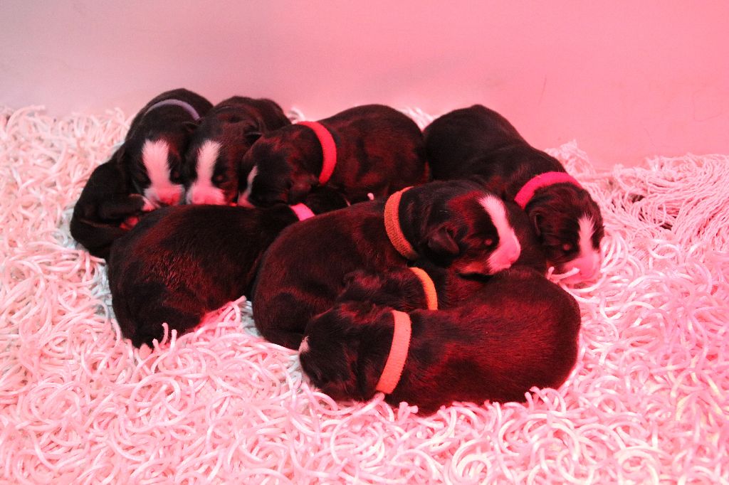 chiot Bouvier Bernois De La Cathedrale Des Ours