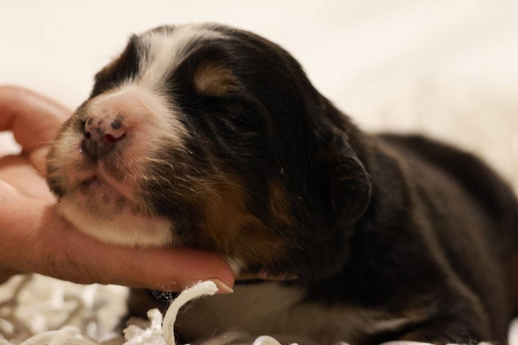 De La Cathedrale Des Ours - Chiot disponible  - Bouvier Bernois