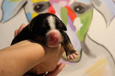 CHIOT collier Jaune