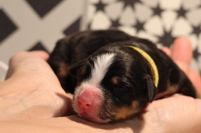 CHIOT collier Jaune