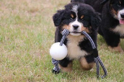 CHIOT collier jaune