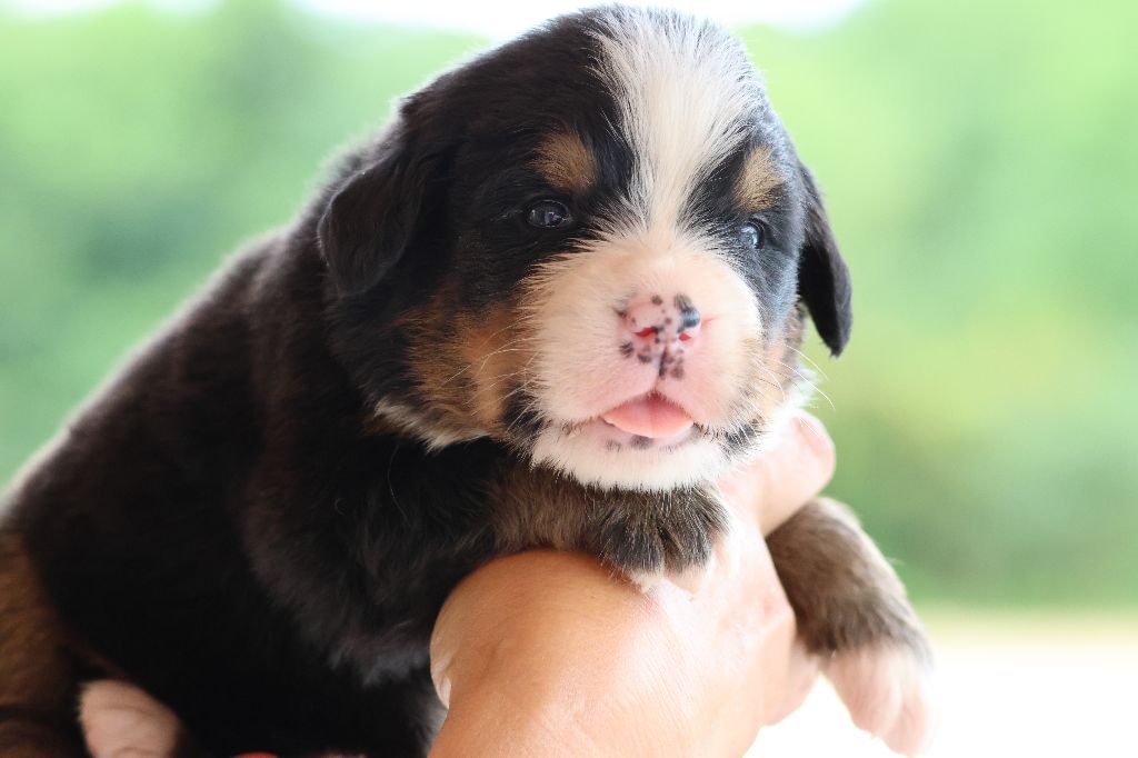 chiot Bouvier Bernois De La Cathedrale Des Ours