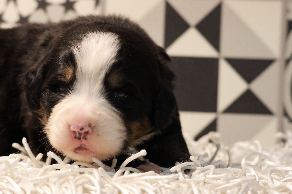 De La Cathedrale Des Ours - Chiot disponible  - Bouvier Bernois