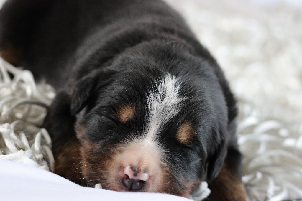 De La Cathedrale Des Ours - Chiot disponible  - Bouvier Bernois