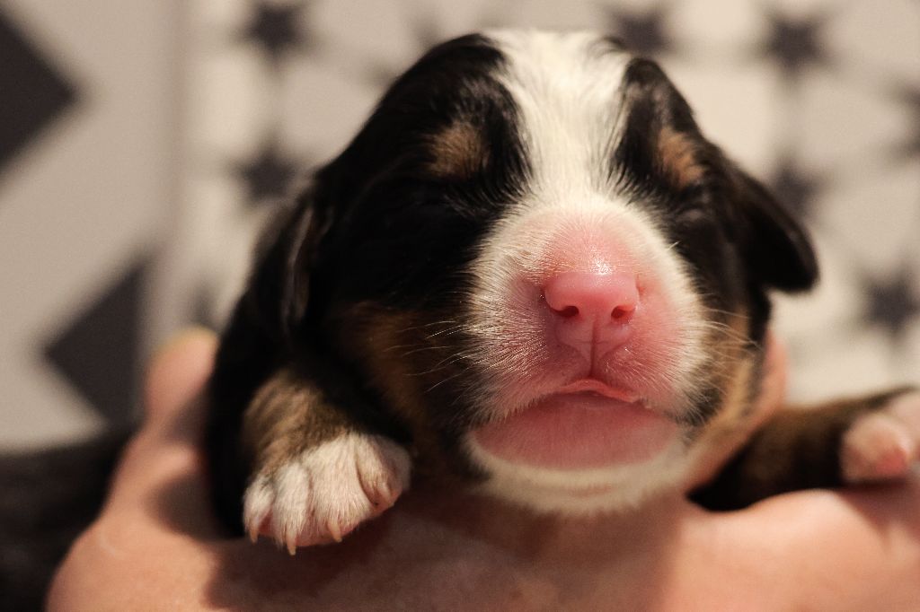 De La Cathedrale Des Ours - Chiot disponible  - Bouvier Bernois