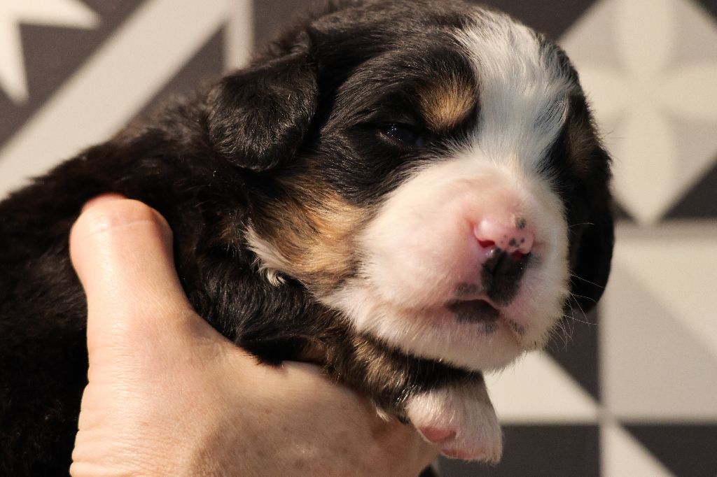 De La Cathedrale Des Ours - Chiot disponible  - Bouvier Bernois