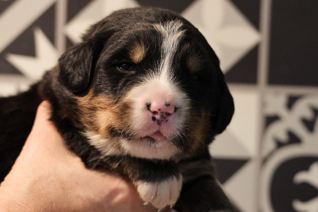 De La Cathedrale Des Ours - Chiot disponible  - Bouvier Bernois