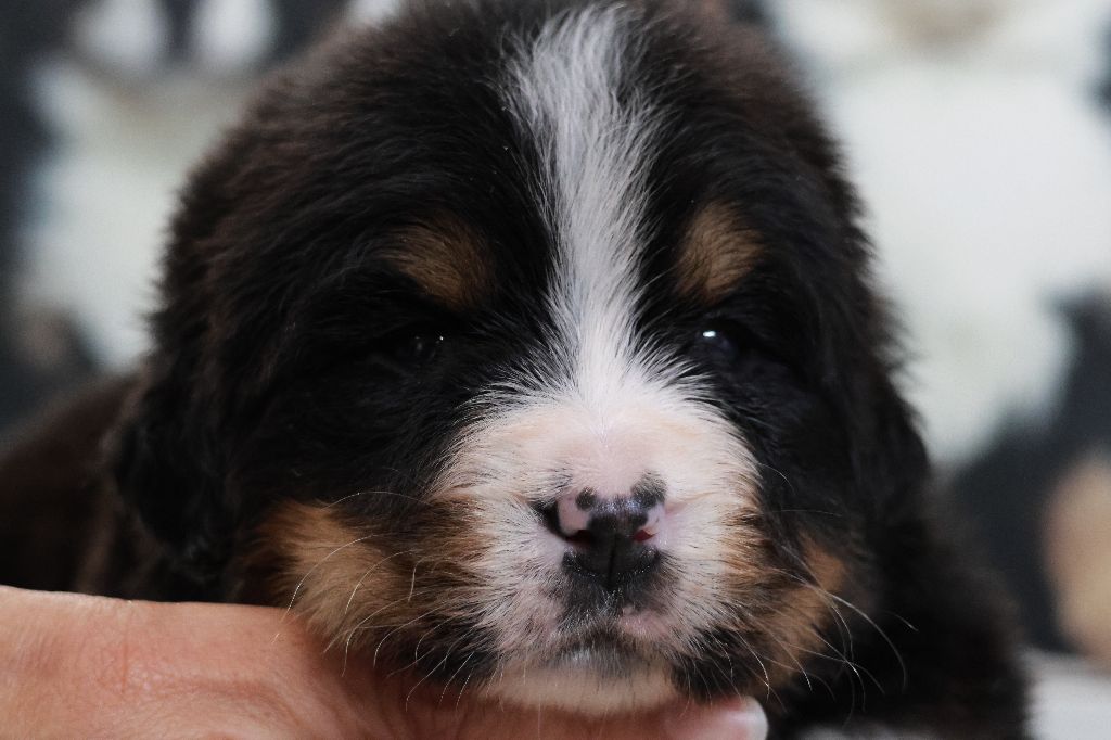 De La Cathedrale Des Ours - Chiot disponible  - Bouvier Bernois