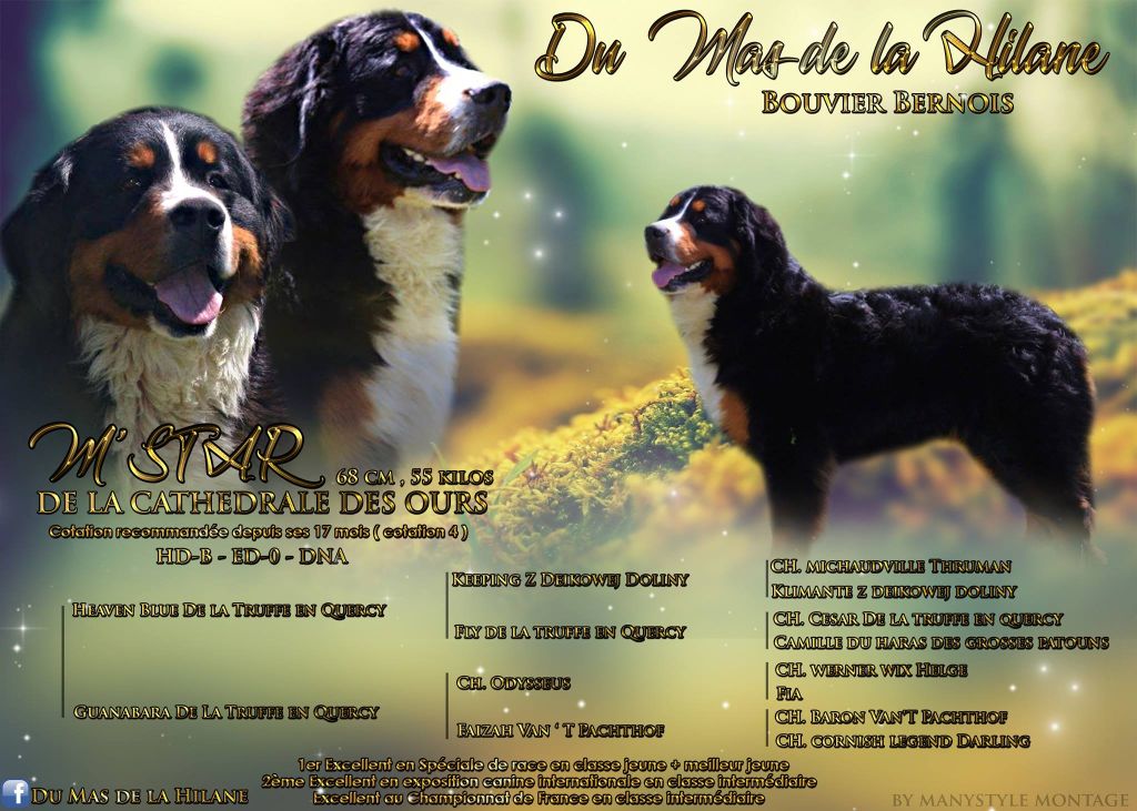 M'star De La Cathedrale Des Ours