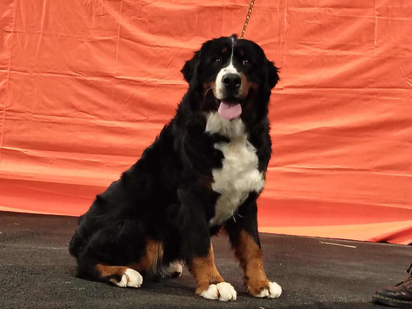 Venise  du domaine des matalis