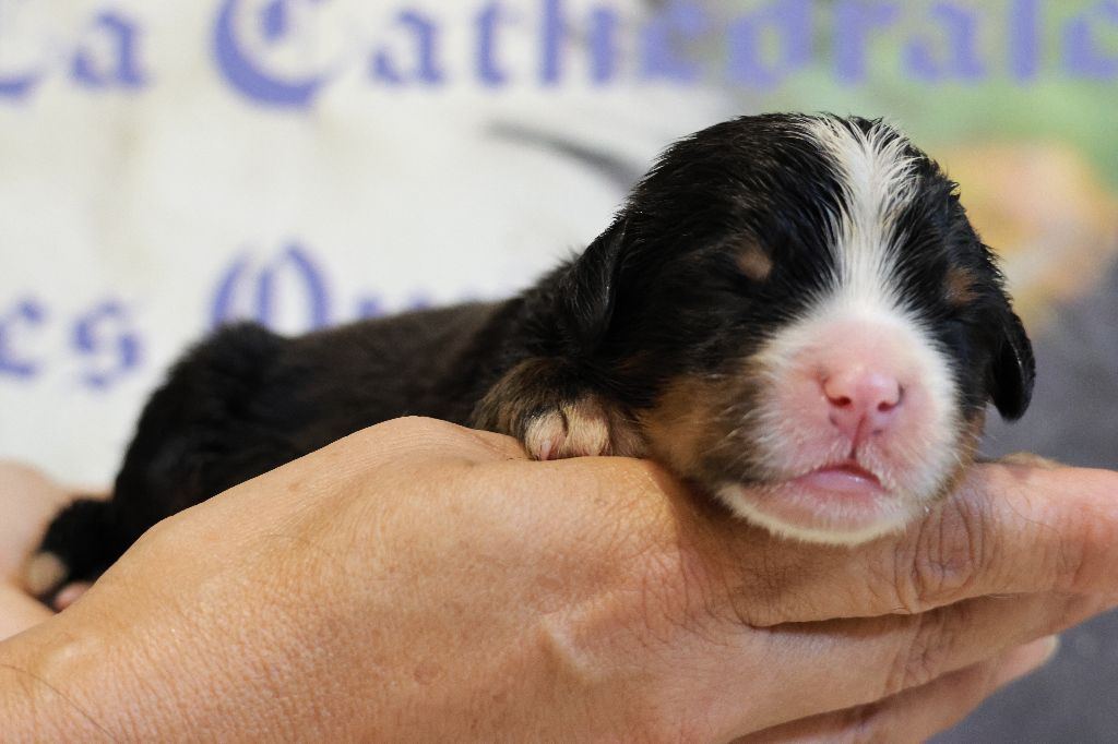 De La Cathedrale Des Ours - Chiots disponibles - Bouvier Bernois