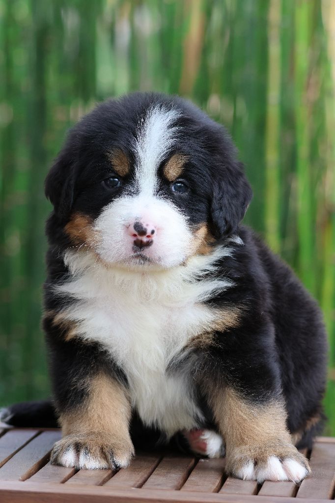 De La Cathedrale Des Ours - Chiots disponibles - Bouvier Bernois