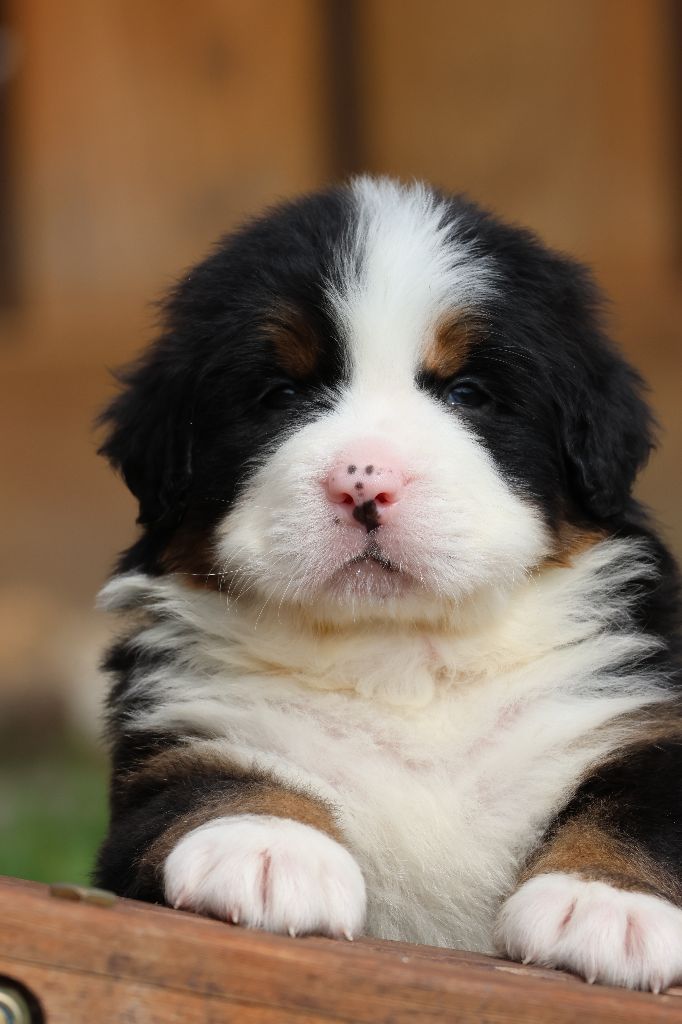 De La Cathedrale Des Ours - Chiots disponibles - Bouvier Bernois