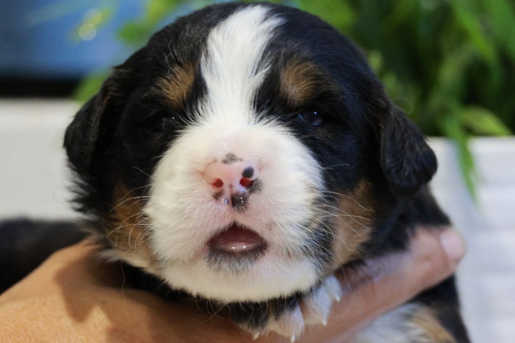 De La Cathedrale Des Ours - Chiots disponibles - Bouvier Bernois