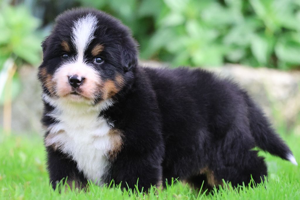 De La Cathedrale Des Ours - Chiots disponibles - Bouvier Bernois
