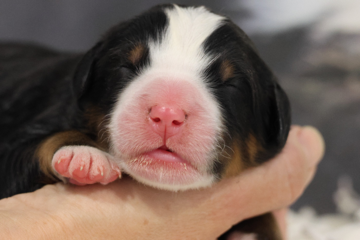 De La Cathedrale Des Ours - Chiots disponibles - Bouvier Bernois