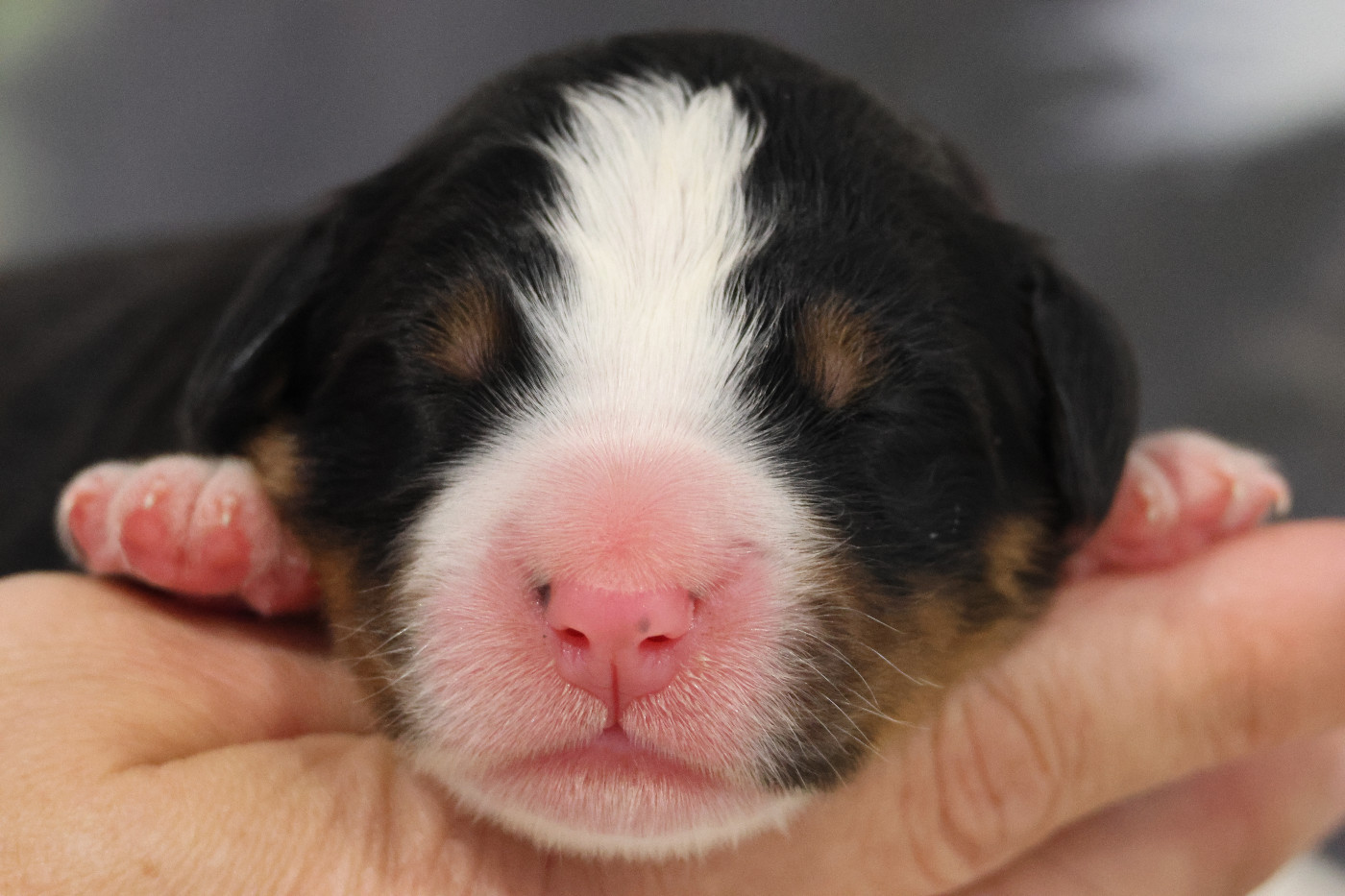 De La Cathedrale Des Ours - Chiots disponibles - Bouvier Bernois