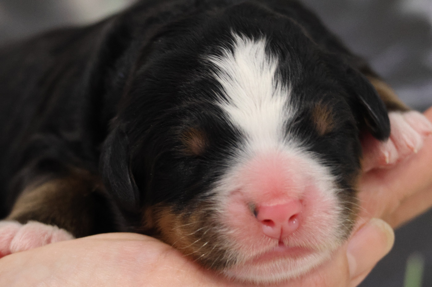 De La Cathedrale Des Ours - Chiots disponibles - Bouvier Bernois