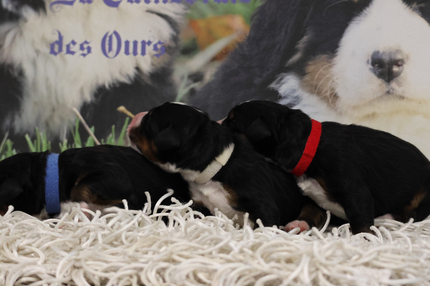 Chiot Bouvier Bernois De La Cathedrale Des Ours