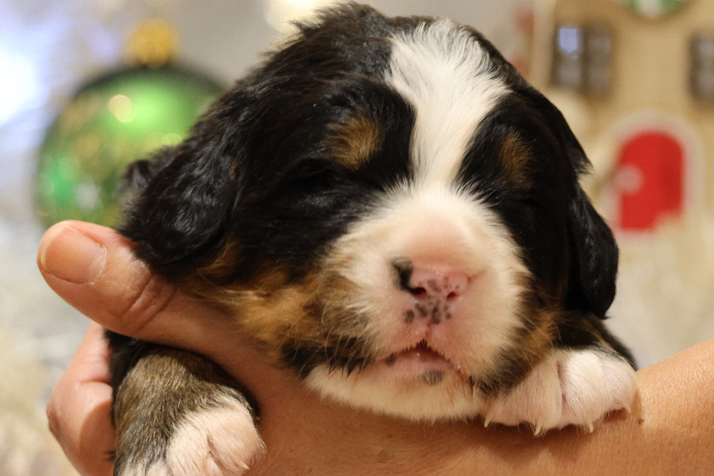 De La Cathedrale Des Ours - Chiots disponibles - Bouvier Bernois