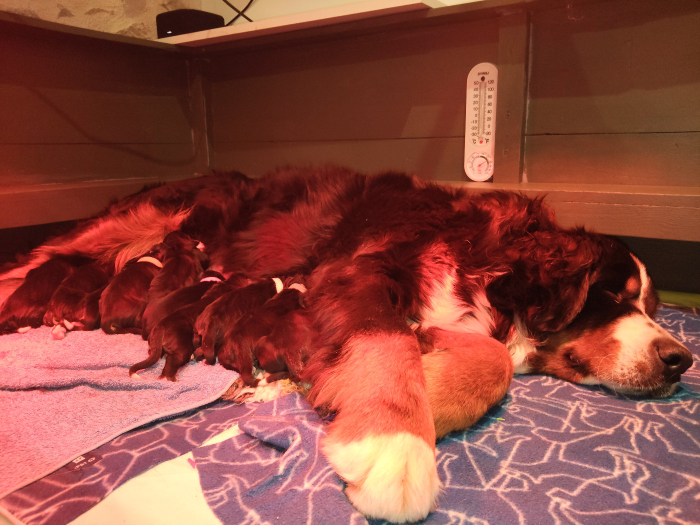 Chiot Bouvier Bernois De La Cathedrale Des Ours