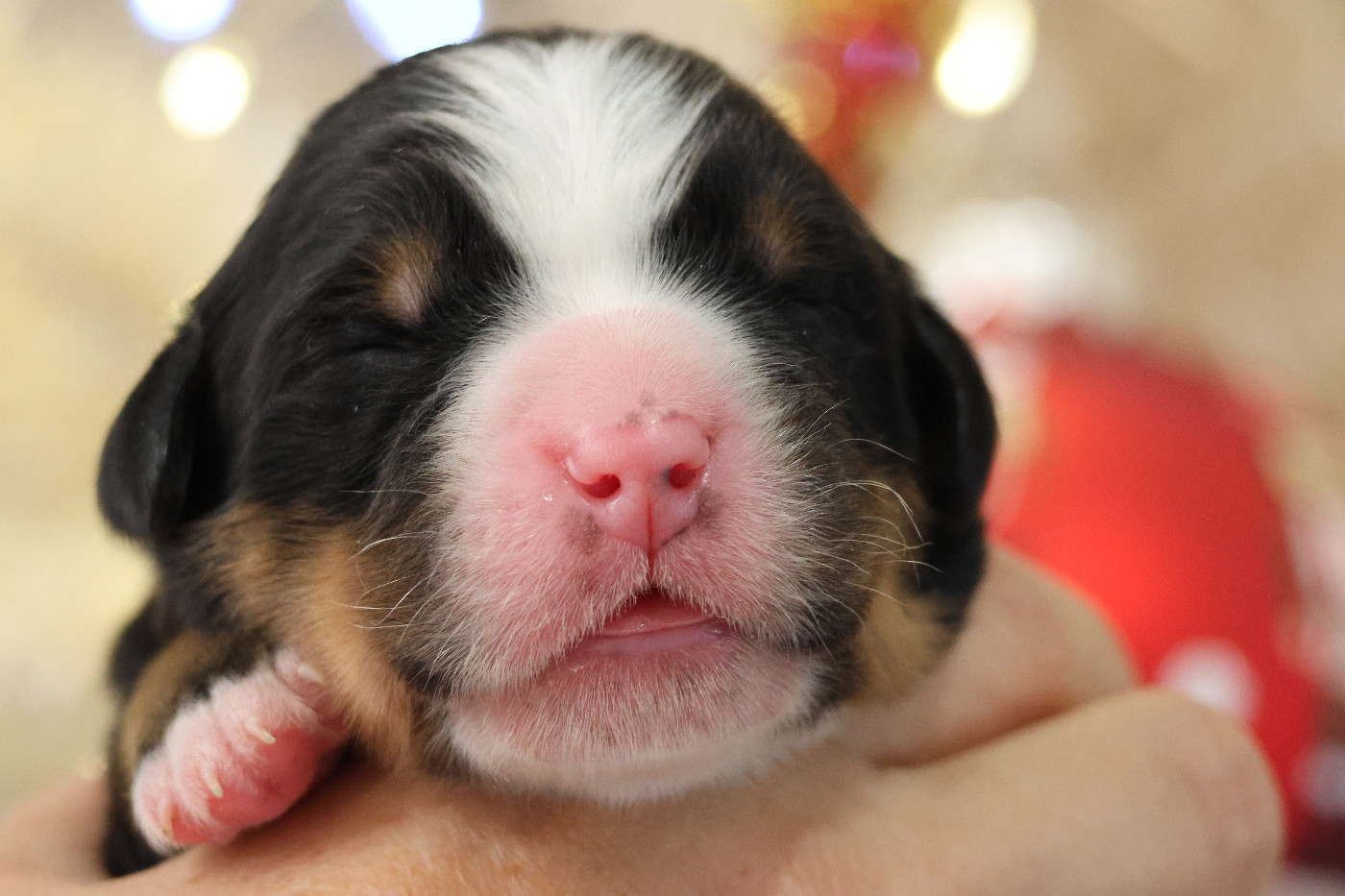 De La Cathedrale Des Ours - Chiots disponibles - Bouvier Bernois
