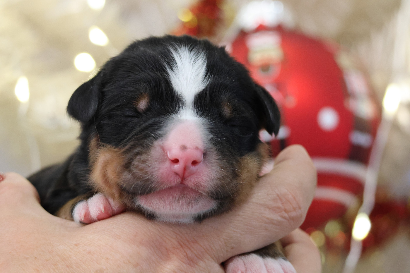 De La Cathedrale Des Ours - Chiots disponibles - Bouvier Bernois
