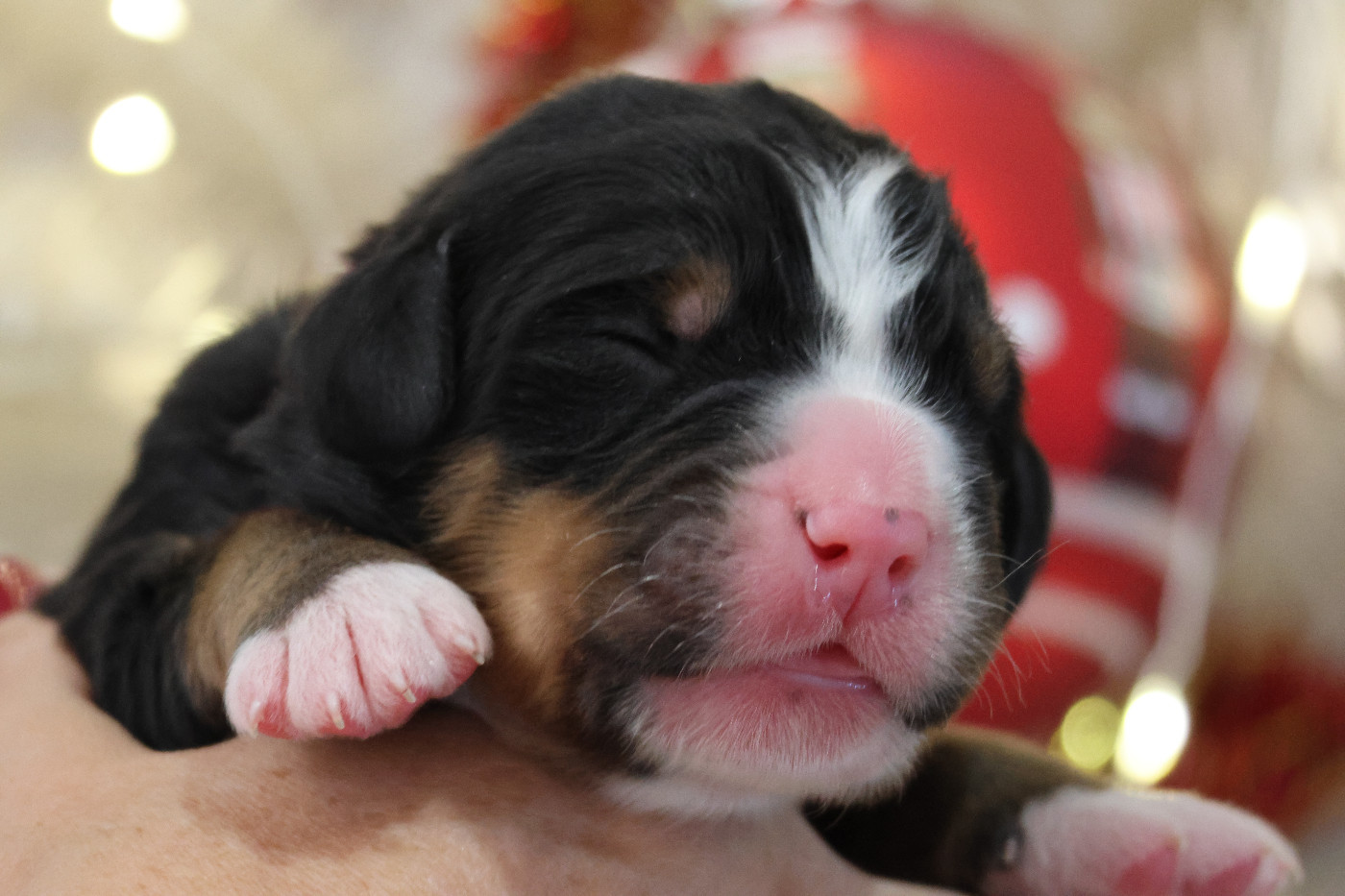 De La Cathedrale Des Ours - Chiots disponibles - Bouvier Bernois