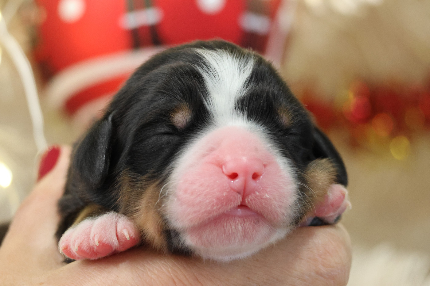 De La Cathedrale Des Ours - Chiots disponibles - Bouvier Bernois
