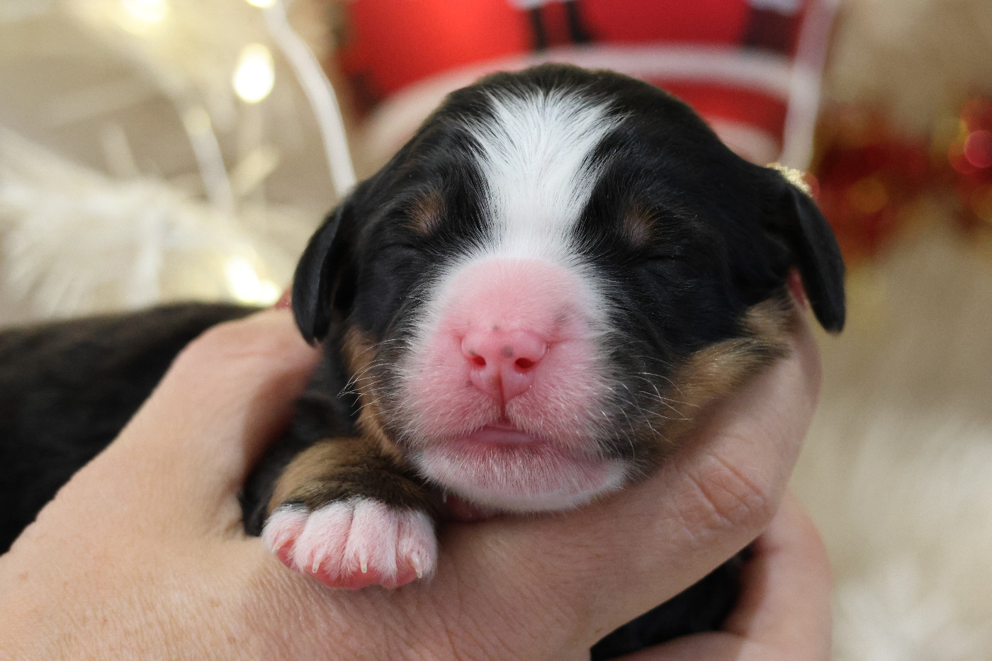 De La Cathedrale Des Ours - Chiots disponibles - Bouvier Bernois