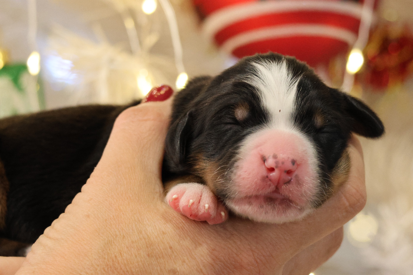De La Cathedrale Des Ours - Chiots disponibles - Bouvier Bernois