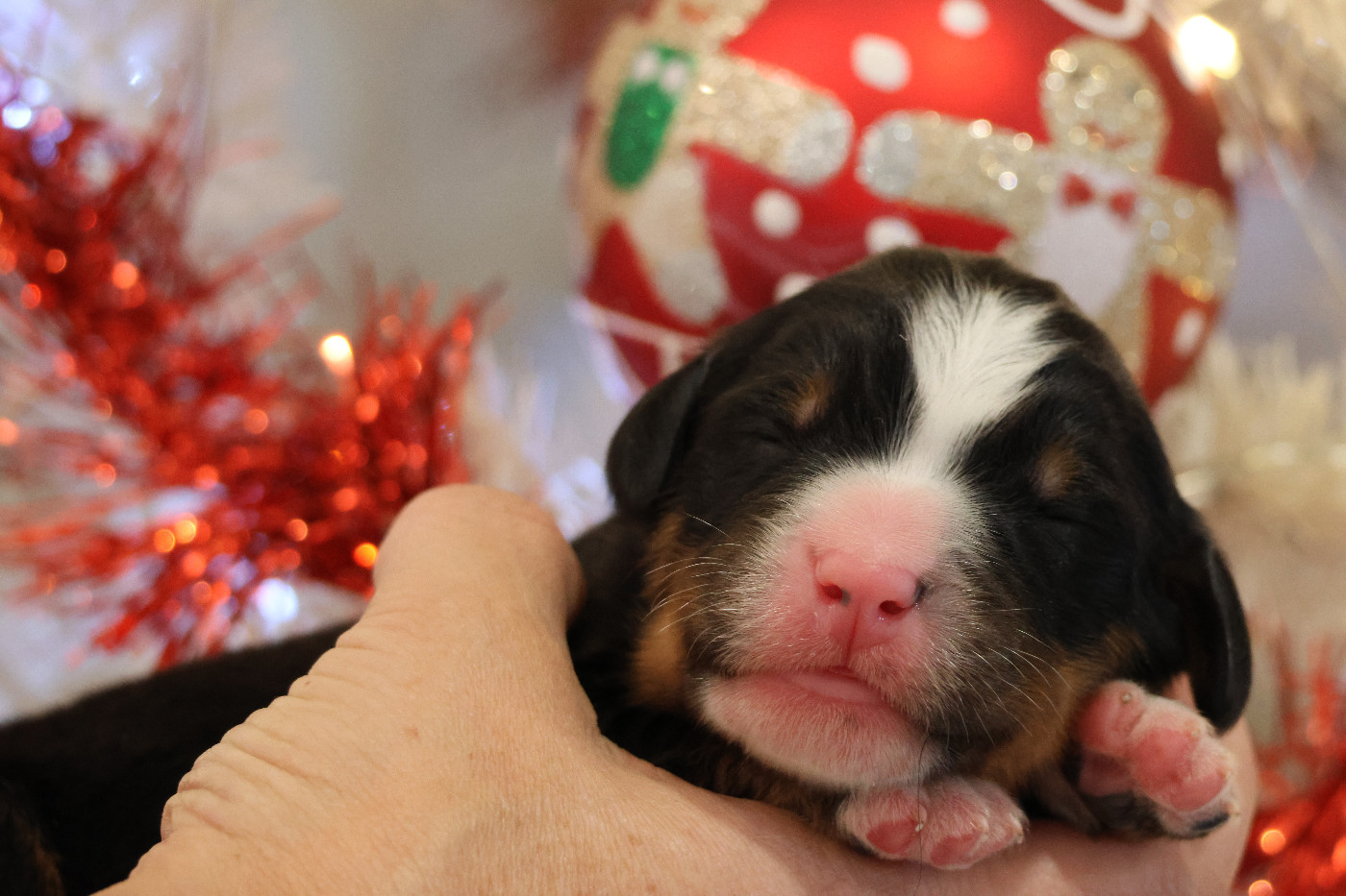 De La Cathedrale Des Ours - Chiots disponibles - Bouvier Bernois