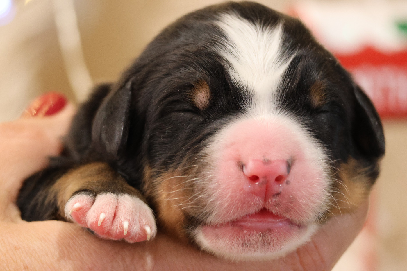 De La Cathedrale Des Ours - Chiots disponibles - Bouvier Bernois