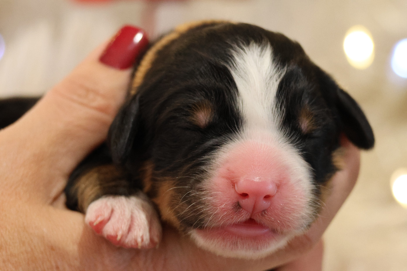 De La Cathedrale Des Ours - Chiots disponibles - Bouvier Bernois
