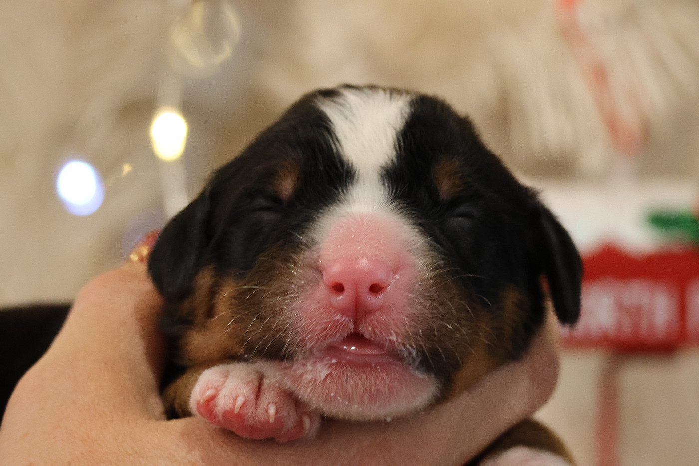 De La Cathedrale Des Ours - Chiots disponibles - Bouvier Bernois