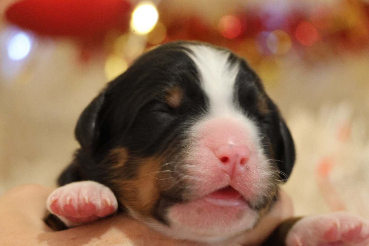 De La Cathedrale Des Ours - Chiots disponibles - Bouvier Bernois