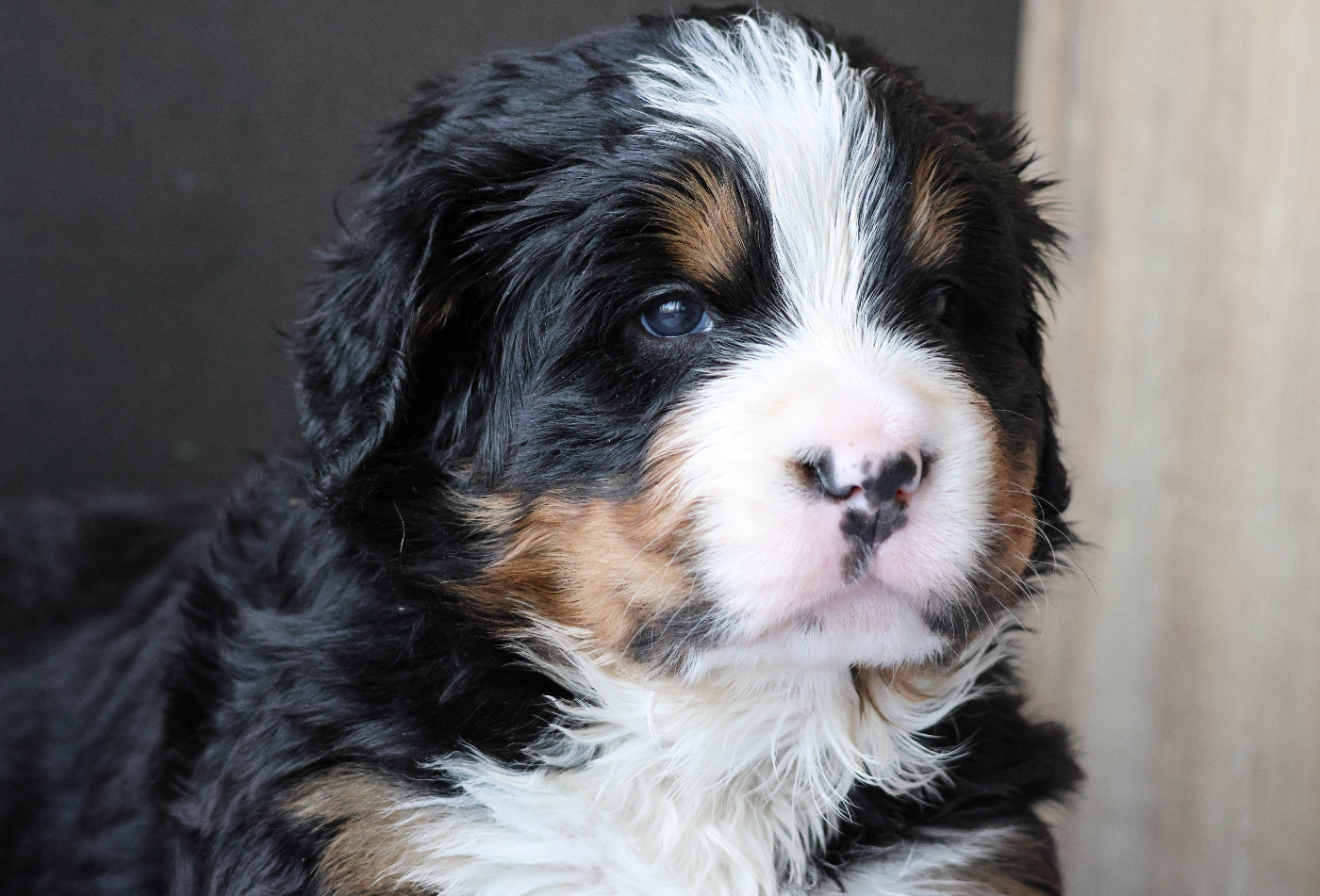 De La Cathedrale Des Ours - Chiots disponibles - Bouvier Bernois