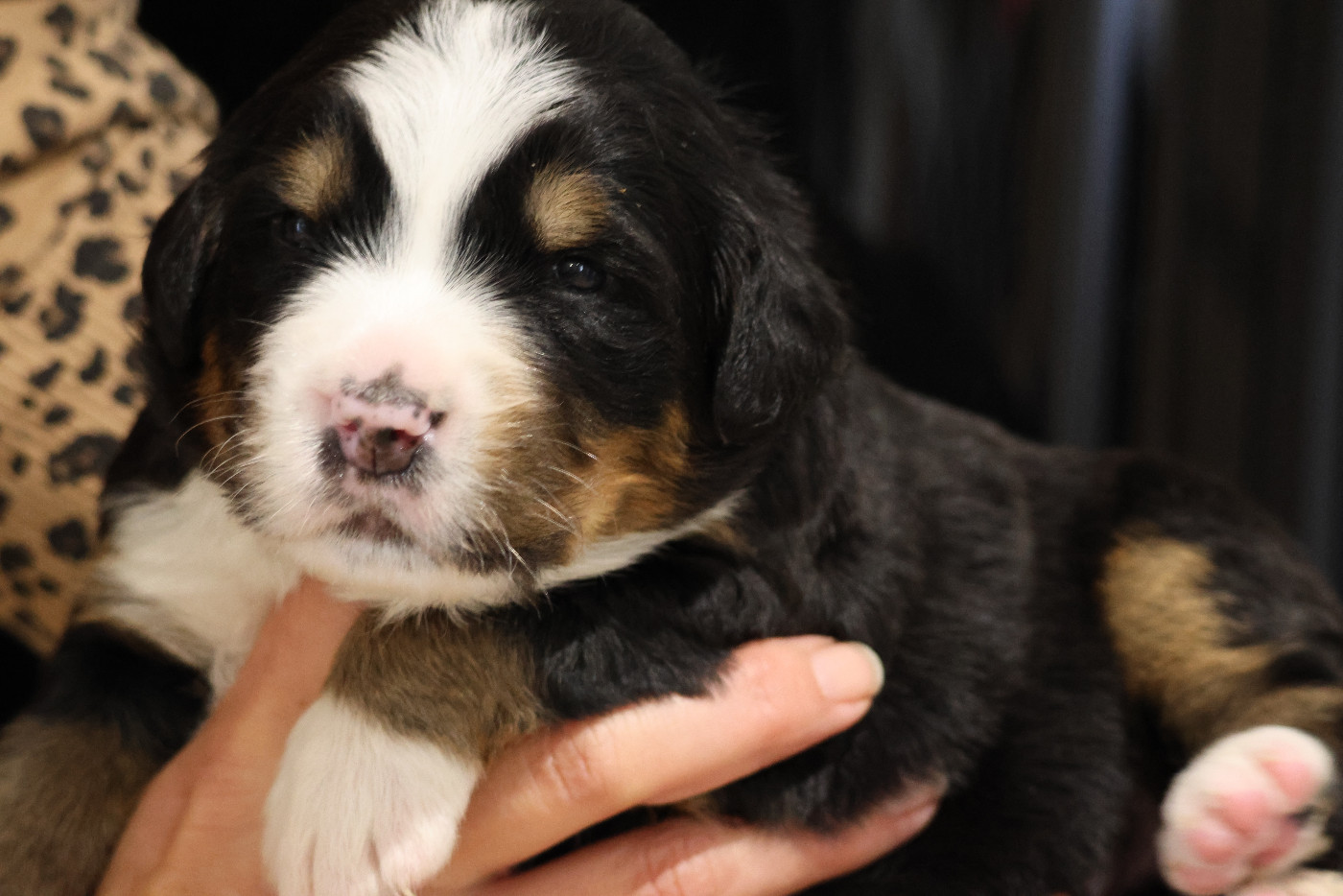 De La Cathedrale Des Ours - Chiots disponibles - Bouvier Bernois
