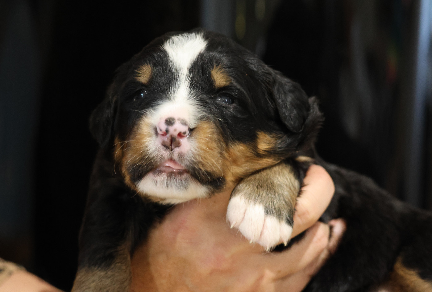De La Cathedrale Des Ours - Chiots disponibles - Bouvier Bernois