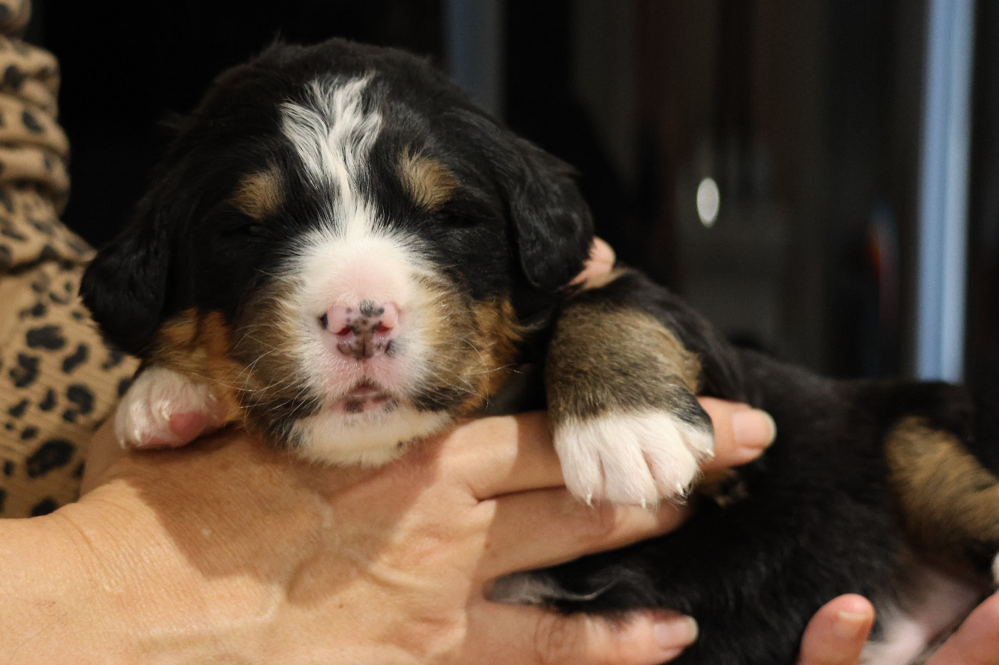 De La Cathedrale Des Ours - Chiots disponibles - Bouvier Bernois