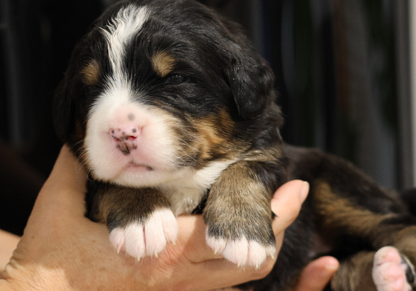 De La Cathedrale Des Ours - Chiots disponibles - Bouvier Bernois
