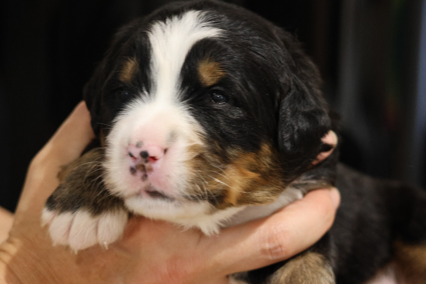 De La Cathedrale Des Ours - Chiots disponibles - Bouvier Bernois