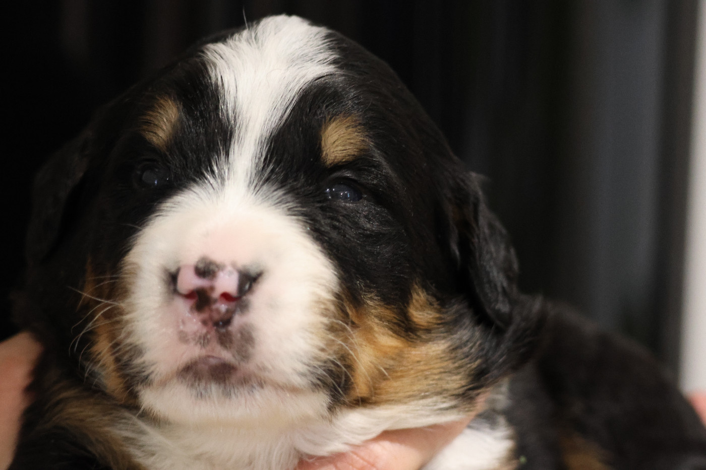 De La Cathedrale Des Ours - Chiots disponibles - Bouvier Bernois