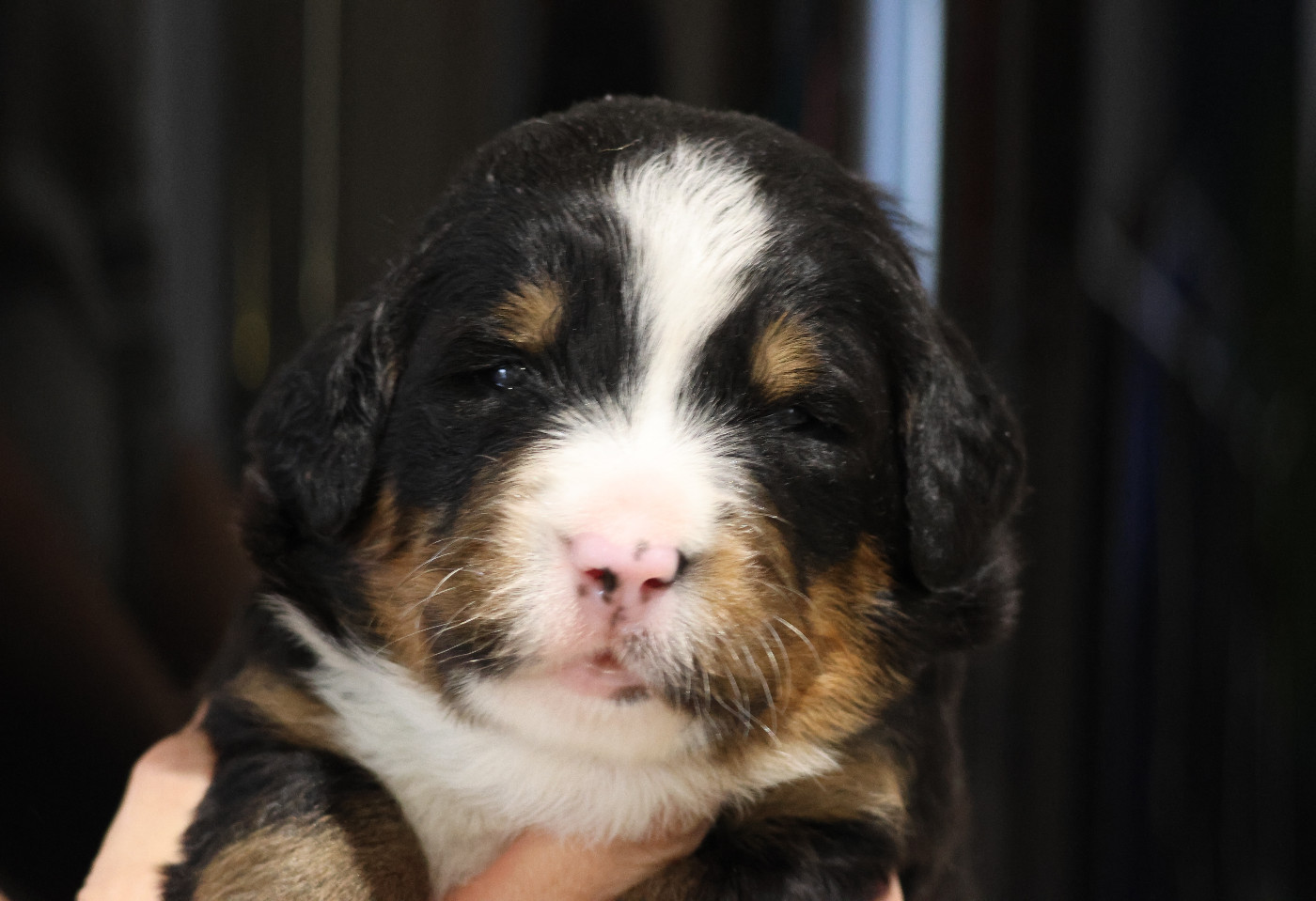 De La Cathedrale Des Ours - Chiots disponibles - Bouvier Bernois